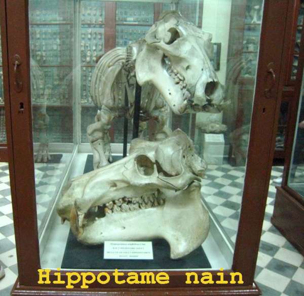 09 hippo nain-600