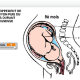 Traam 2019 : Modéliser le développement embryonnaire / foetal